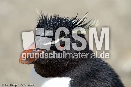 Felsenpinguine (30 von 40).jpg